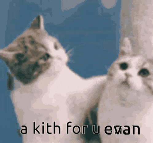 two cats are standing next to each other with the words " a kith for u evan " on the bottom