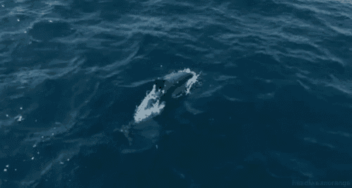 a dolphin is swimming in the ocean near the surface .