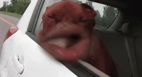 Dog Funny Face GIF - Dog Funny Face Strong Wind GIFs