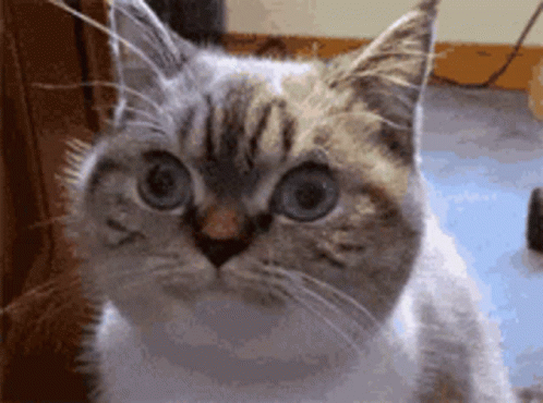 Stare Serious GIF - Stare Serious Cat GIFs