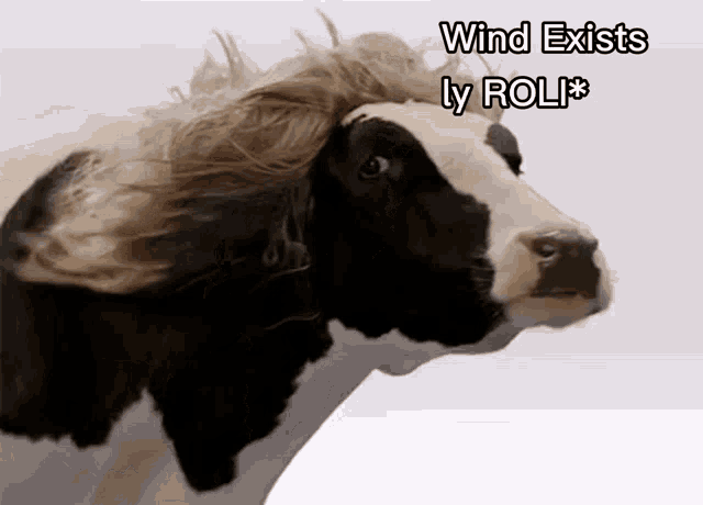 a cow with a wig on its head and the words wind exists ly rol *