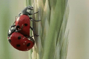 Insect Love GIF - Insect Love Mating GIFs