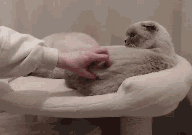 a person is petting a cat that is laying on a cat tree .