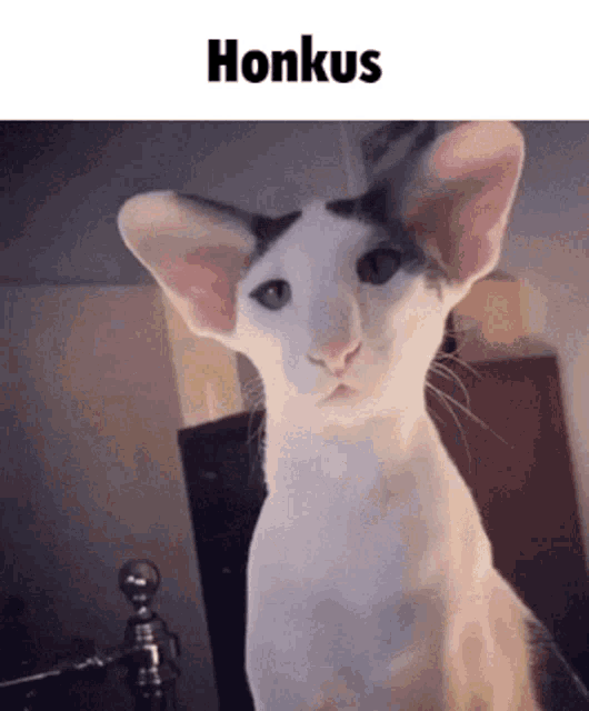 Honkus Cat GIF - Honkus Cat Scrunkly GIFs
