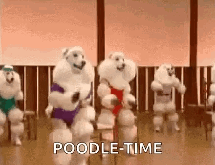 a group of poodles are dancing together in a gym and the words poodle time are visible .