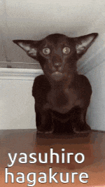 a black cat is sitting on a table with the words yasuhiro hagakure written on the bottom
