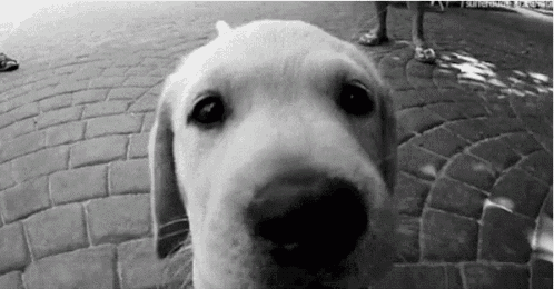 a black and white photo of a dog looking at the camera on a brick sidewalk .