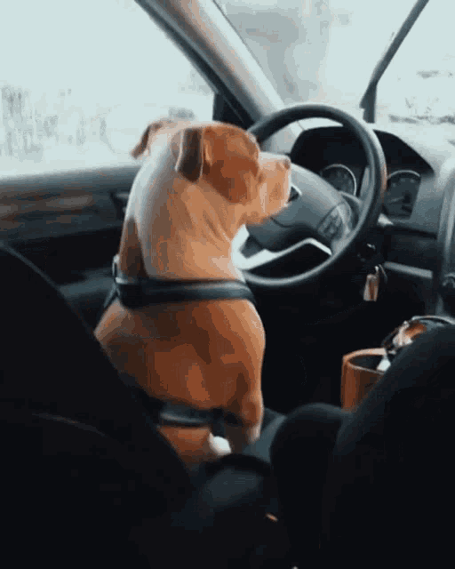 Pitbull Drivers GIF