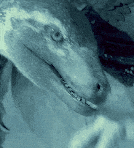 a close up of a dolphin 's face with a blue background