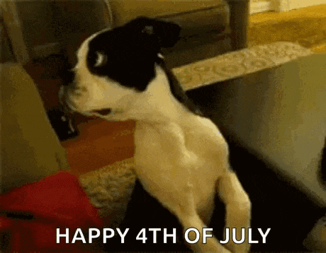 a black and white dog is sitting on a person 's lap and says `` happy 4th of july '' .