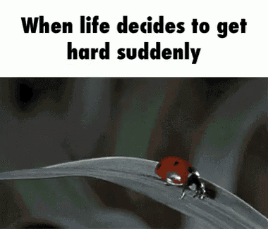 a ladybug is sitting on top of a leaf with the words `` when life decides to get hard suddenly '' .