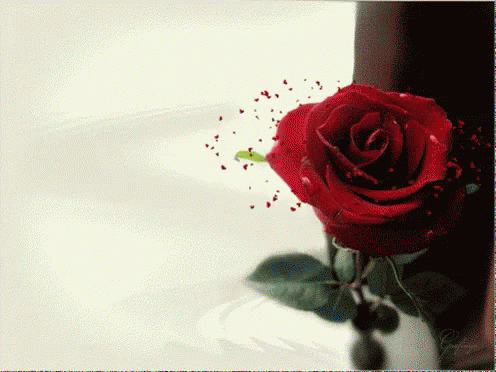 Flor Com Corações GIF - Rose GIFs