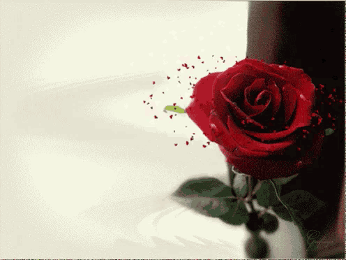 a close up of a red rose with hearts coming out of it on a white background