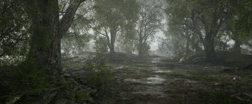 a dirt road going through a foggy forest with trees and grass .