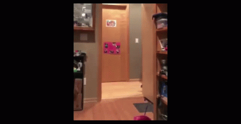 Perro Dog GIF - Perro Dog Chase The Dog GIFs