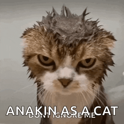 a cat with a crown on its head and the words anakin asa cat on the bottom