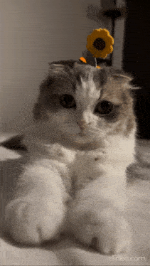 a cat with a yellow flower on its head is laying down