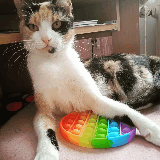 a cat laying on a rainbow colored toy