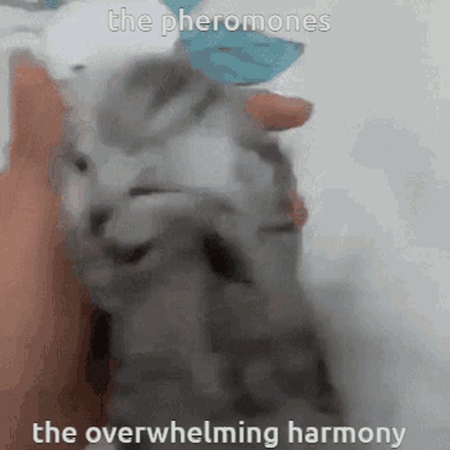 The Pheromones The Overwhelming Harmony GIF