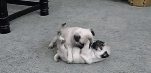 Dogs Playtime GIF - Dogs Playtime Pugs GIFs