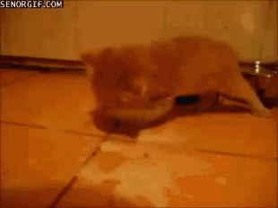 Kp07 Cats GIF - Kp07 Cats Eating GIFs