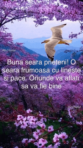 a seagull is flying over a field of purple flowers and mountains