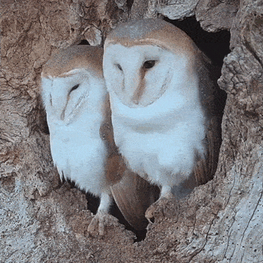 What Barn Owl GIF - What Barn Owl Robert E Fuller GIFs
