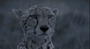 a close up of a cheetah 's face looking at the camera