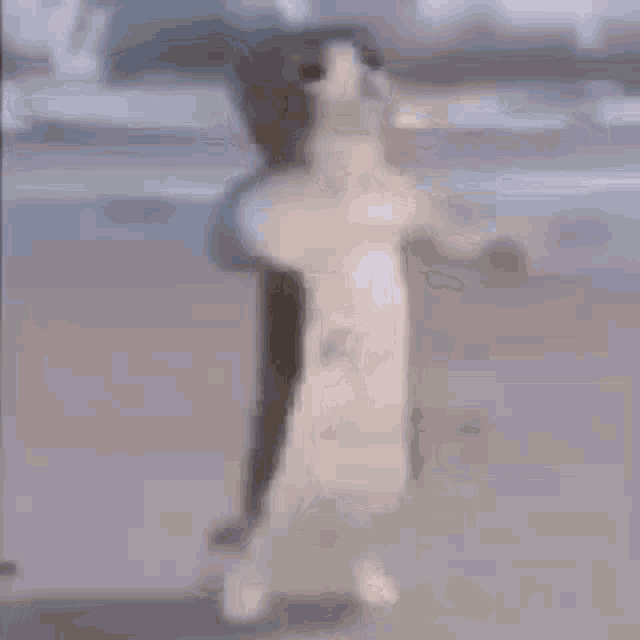 a white cat is standing on its hind legs on a table .