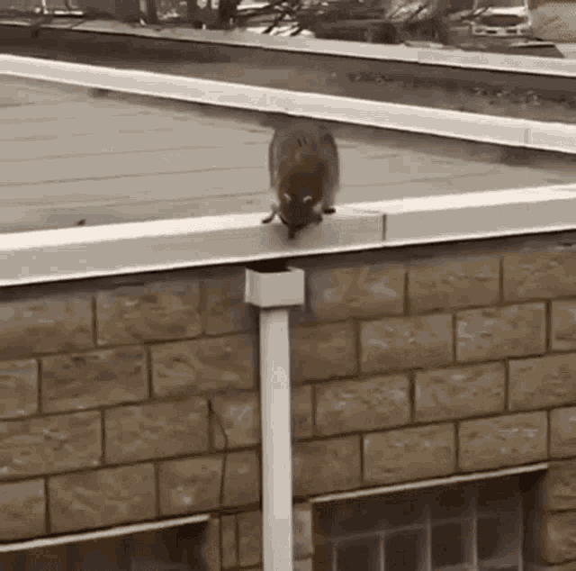 a squirrel is standing on the roof of a building next to a brick wall .