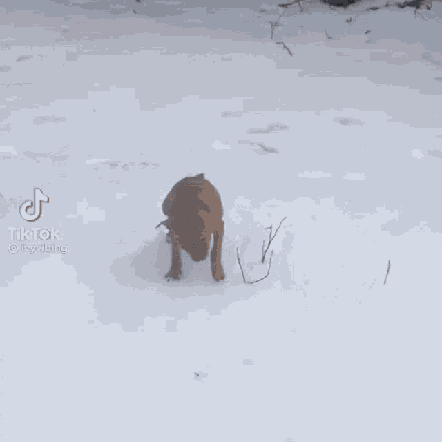 a dog is sitting in the snow with its head down .