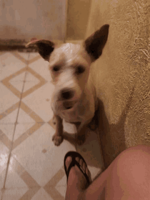 a small dog standing next to a person 's foot