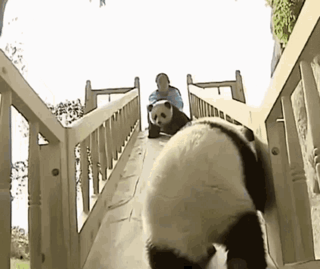 Panda Baby Panda GIF - Panda Baby Panda Panda On Slide GIFs