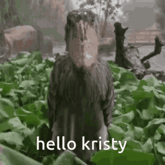 Hello Shoebill Kristy GIF - Hello Shoebill Kristy Hello Kristy GIFs