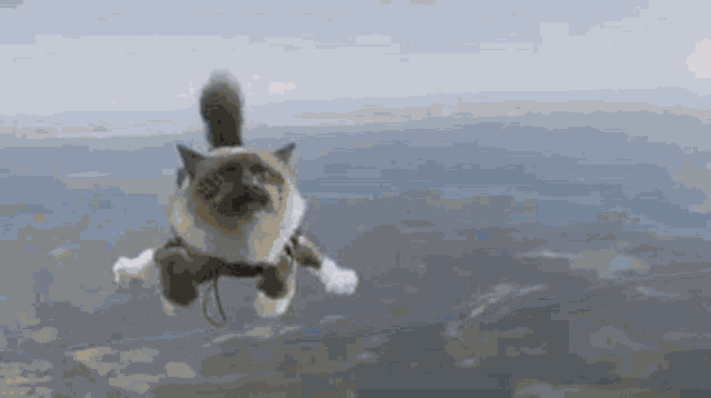 Sky Skydiving GIF - Sky Skydiving Cat GIFs