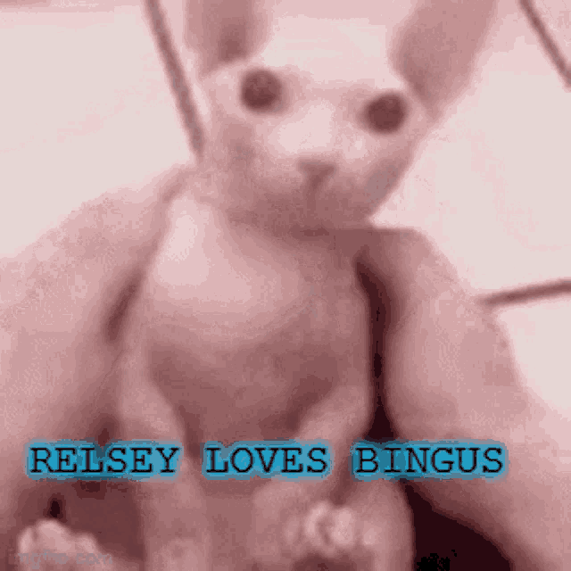 a close up of a person holding a cat with the words ' relsey loves bingus ' on the bottom