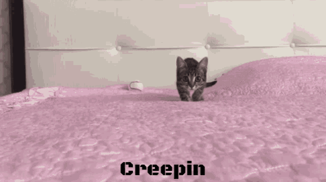 Creeping Sneaky GIF - Creeping Sneaky Kitty GIFs