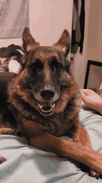 a dog laying on a bed with its mouth open
