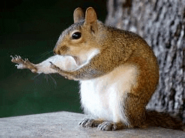 a squirrel is sitting on a rock with its paws outstretched and holding something in its mouth .