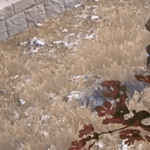a person is laying on the ground in a field with blood coming out of them .