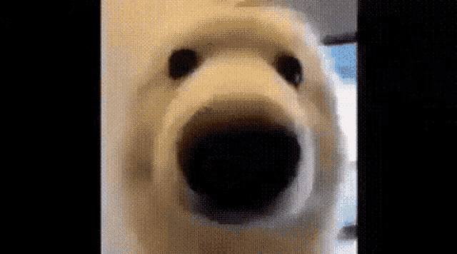 a close up of a polar bear 's face with its mouth open and looking at the camera .