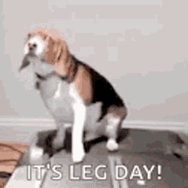 Leg Day Gym Fail GIF - Leg Day Gym Fail Lazy GIFs