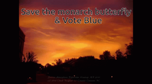 Save The Monark Butterfly Vote Blue GIF - Save The Monark Butterfly Vote Blue GIFs
