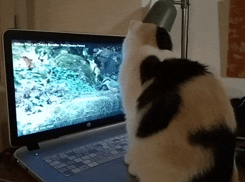 a calico cat is looking at a laptop screen that says video pour les chats a sonnette