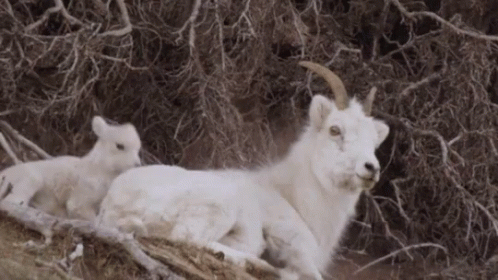 Goat Baby Goat GIF - Goat Baby Goat Cute GIFs