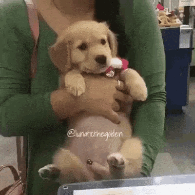 Puppy Cute GIF - Puppy Cute Smile GIFs