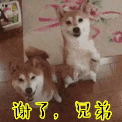 two shiba inu dogs are standing on their hind legs in front of a wall with chinese writing on it