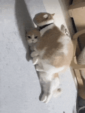 Cats Hugging Lying GIF - Cats Hugging Cat Cats GIFs