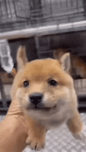 a person is holding a small brown dog in their hand and it is smiling .
