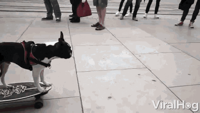 Kick Push Puppy GIF - Kick Push Puppy Dog Tricks GIFs